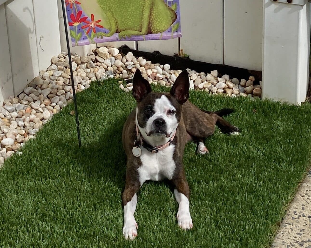 pet friendly artificial turf